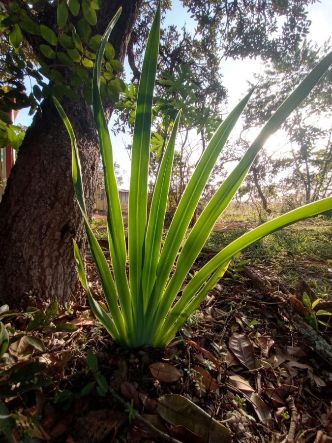 Chale Aconchegante, Pertinho Da Cidade E Conectada A Natureza Brasília Exterior photo